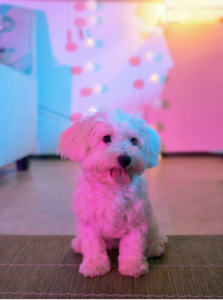 Read more about the article How to Keep the House Clean When You Live with Pets