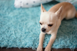 Read more about the article Why Pet Urine is Bad for Your Carpet